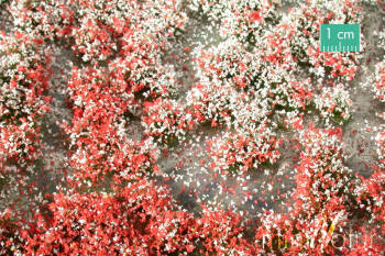 Kępki kwiatowe - czerwony biały
